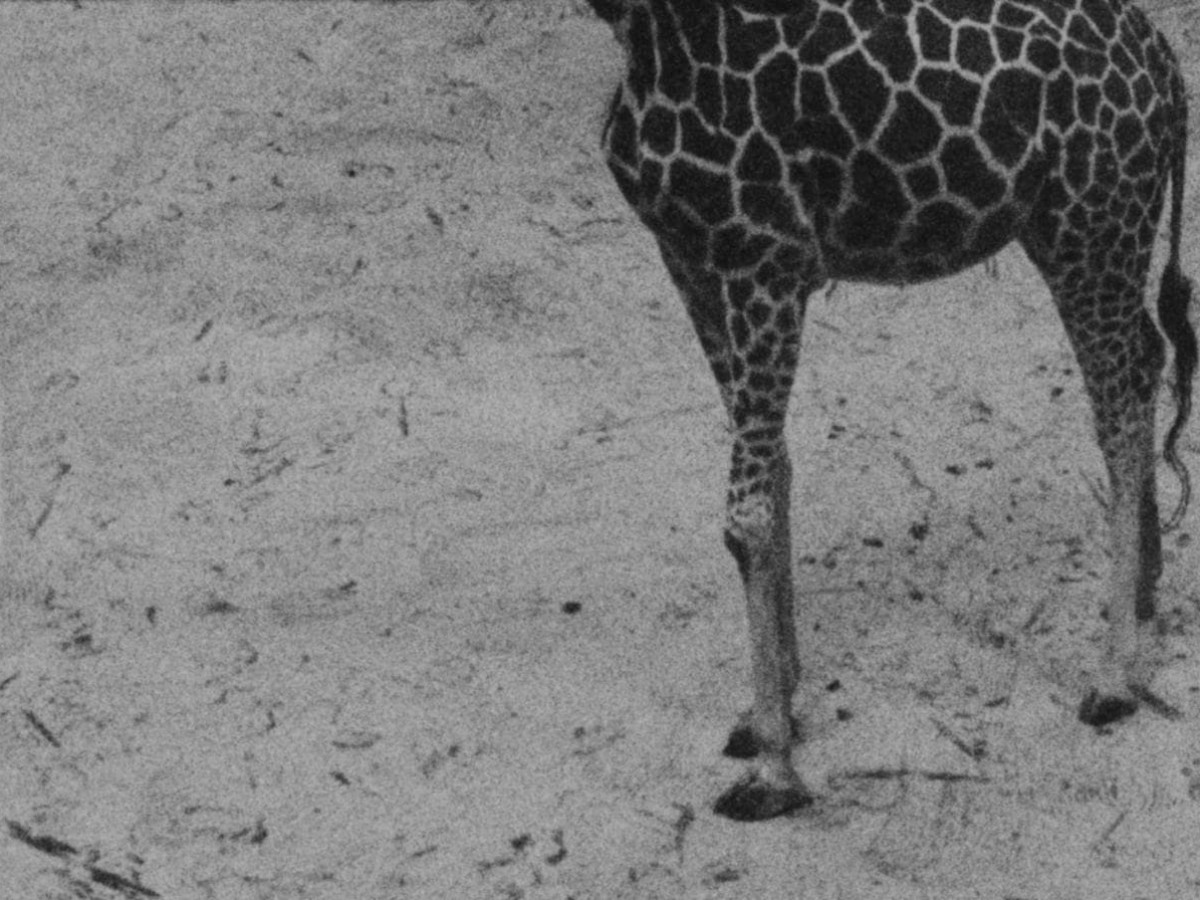 Showdown, 2025, Hugo Max