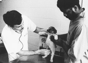 The Animals Film (Foto: BFI) The Animals Film (Foto: BFI)
