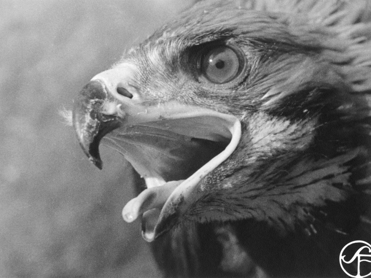Vinden från väster (Wind from the West), 1942, Arne Sucksdorff (Foto: Swedish Film Institute) Vinden från väster (Wind from the West), 1942, Arne Sucksdorff (Foto: Swedish Film Institute)