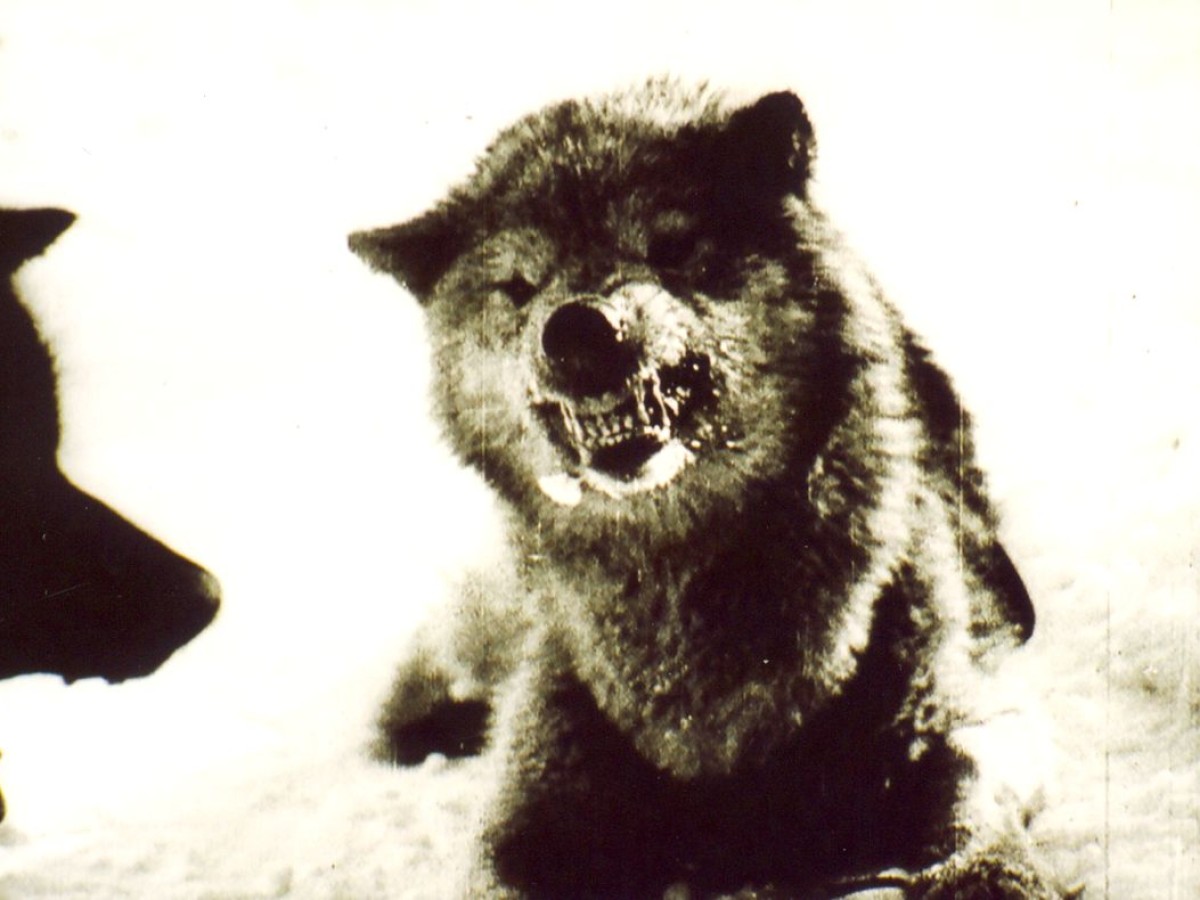 Nanook of the North, 1920-21, Robert J. Flaherty (Kadervergrößerung ÖFM)