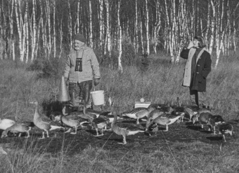 B.4.9. Gänse im Moor Seewiesen (Regie: Konrad Lorenz, Jahr unbekannt) (Depot Konrad Lorenz)