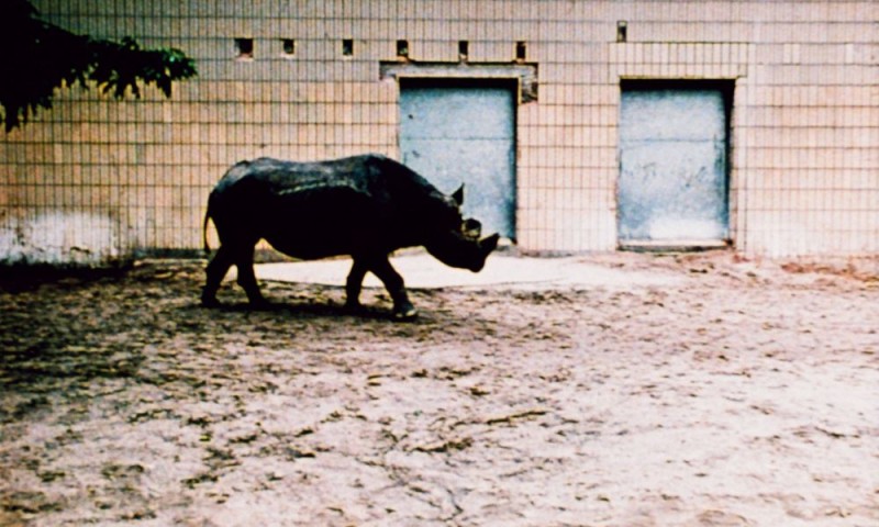 Nashörner, 1987, Karl Kels (Kadervergrößerung ÖFM) Nashörner, 1987, Karl Kels (Kadervergrößerung ÖFM)