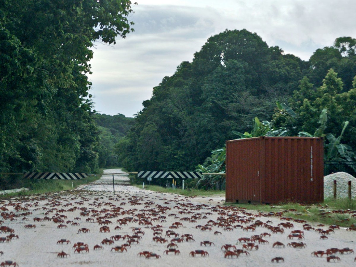 Island of the Hungry Ghosts, 2018, Gabrielle Brady © Viennale Island of the Hungry Ghosts, 2018, Gabrielle Brady © Viennale