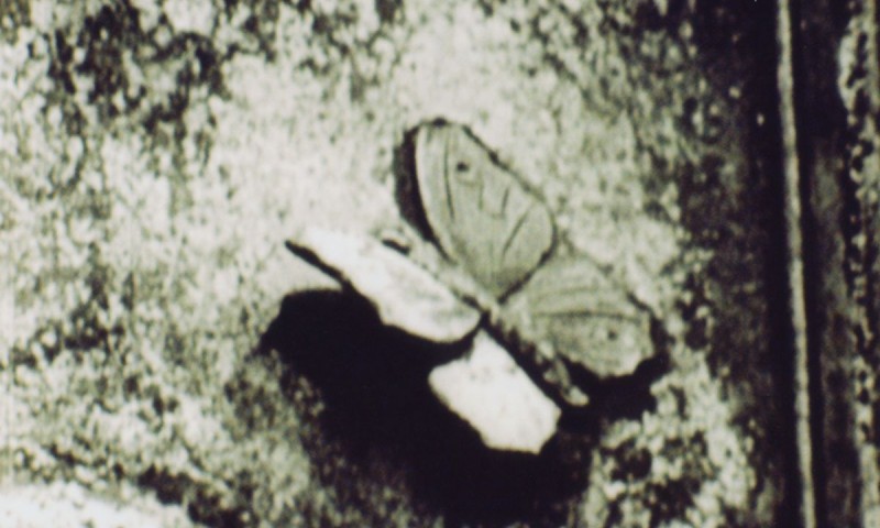 The Aviary, 1955, Joseph Cornell (Kadervergrößerung ÖFM)