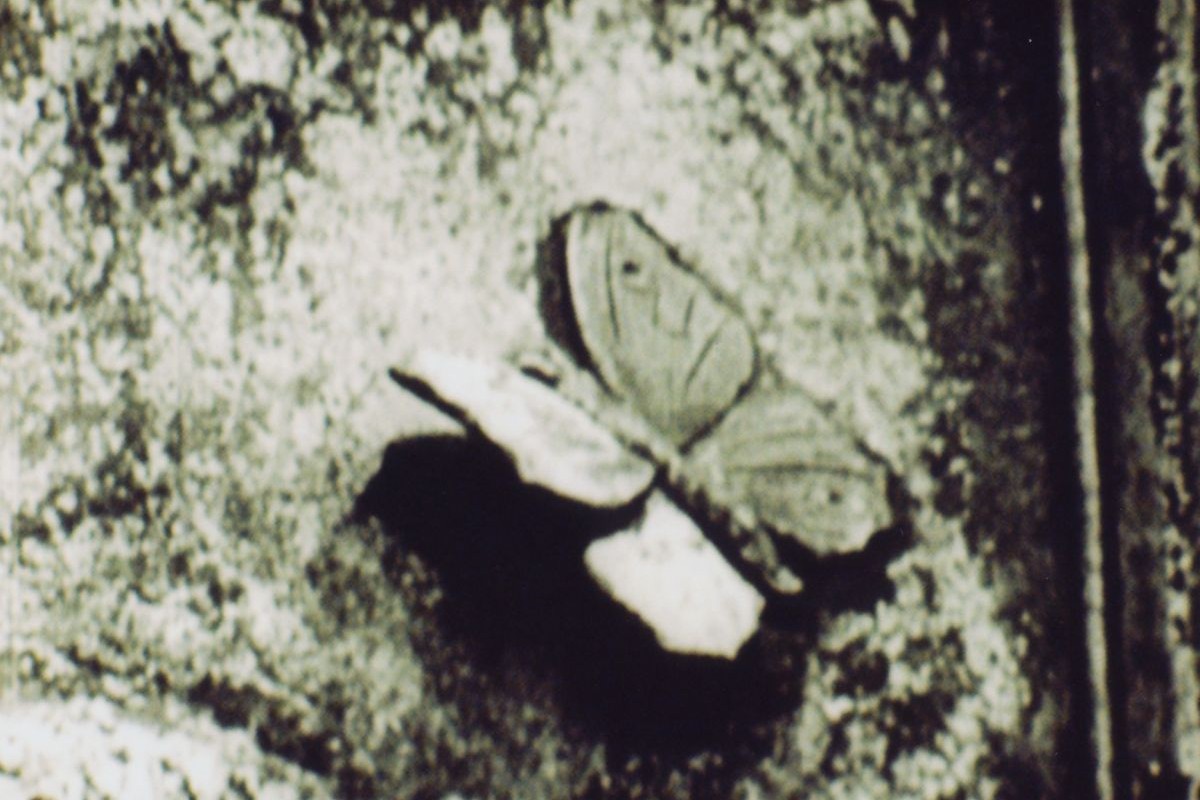 The Aviary, 1955, Joseph Cornell (Kadervergrößerung ÖFM)