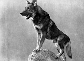 Clash of the Wolves Clash of the Wolves