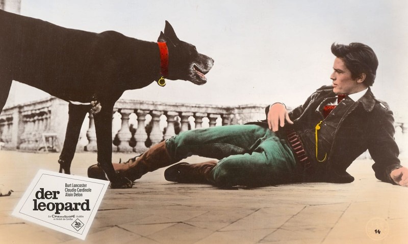 Postkarte Il gattopardo Postkarte Il gattopardo