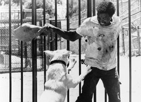 White Dog (Foto: Cinémathèque suisse) White Dog (Foto: Cinémathèque suisse)