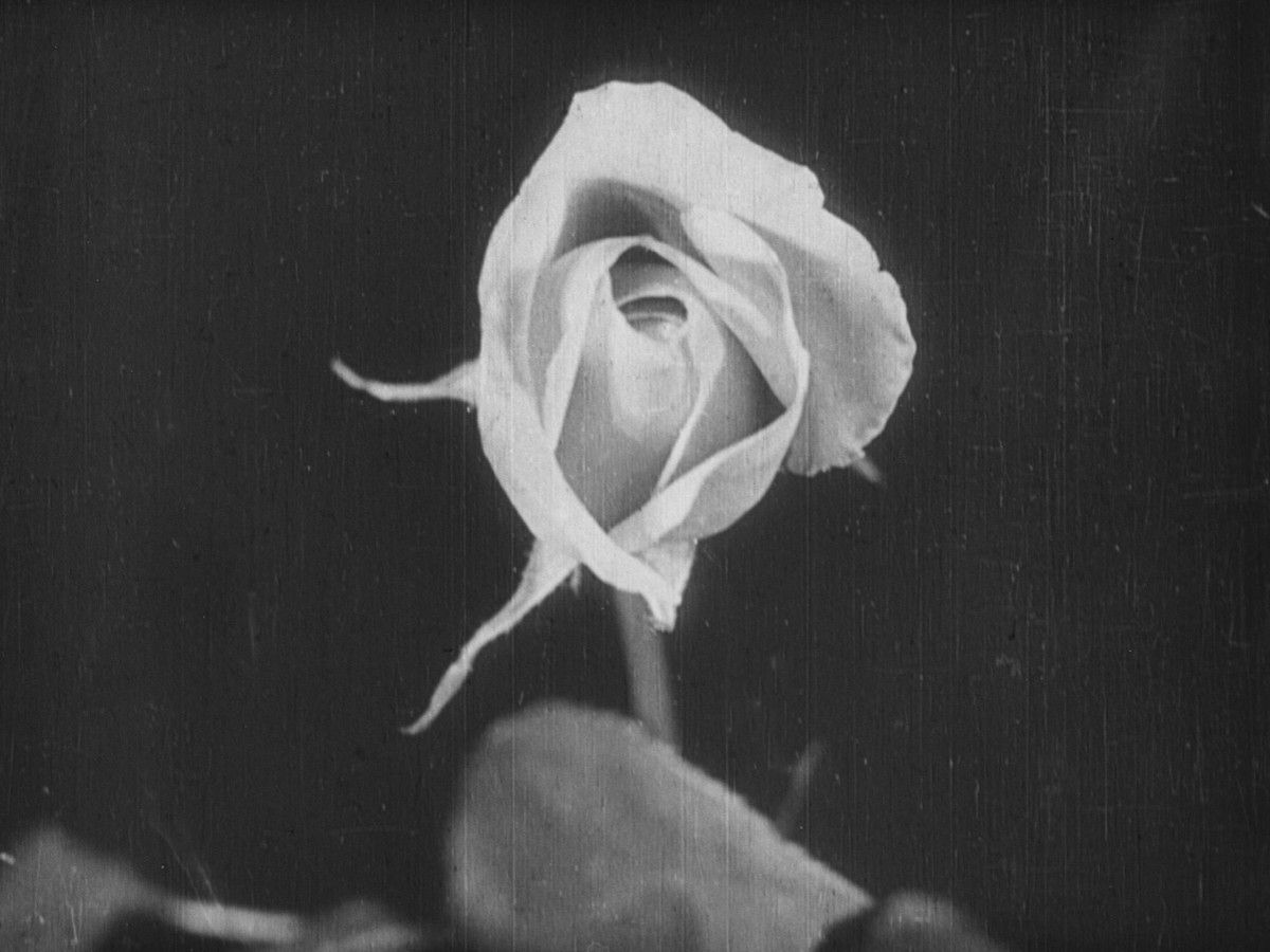 The Birth of a Flower, 1910, Percy Smith (Foto: British Film Institute) The Birth of a Flower, 1910, Percy Smith (Foto: British Film Institute)