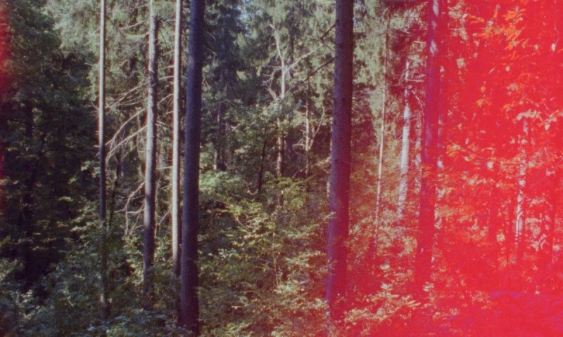 Obzornik 670 – Rdeči gozdovi (Newsreel 670 – Red Forests), 2022, Nika Autor (Foto: Kinoatalje)