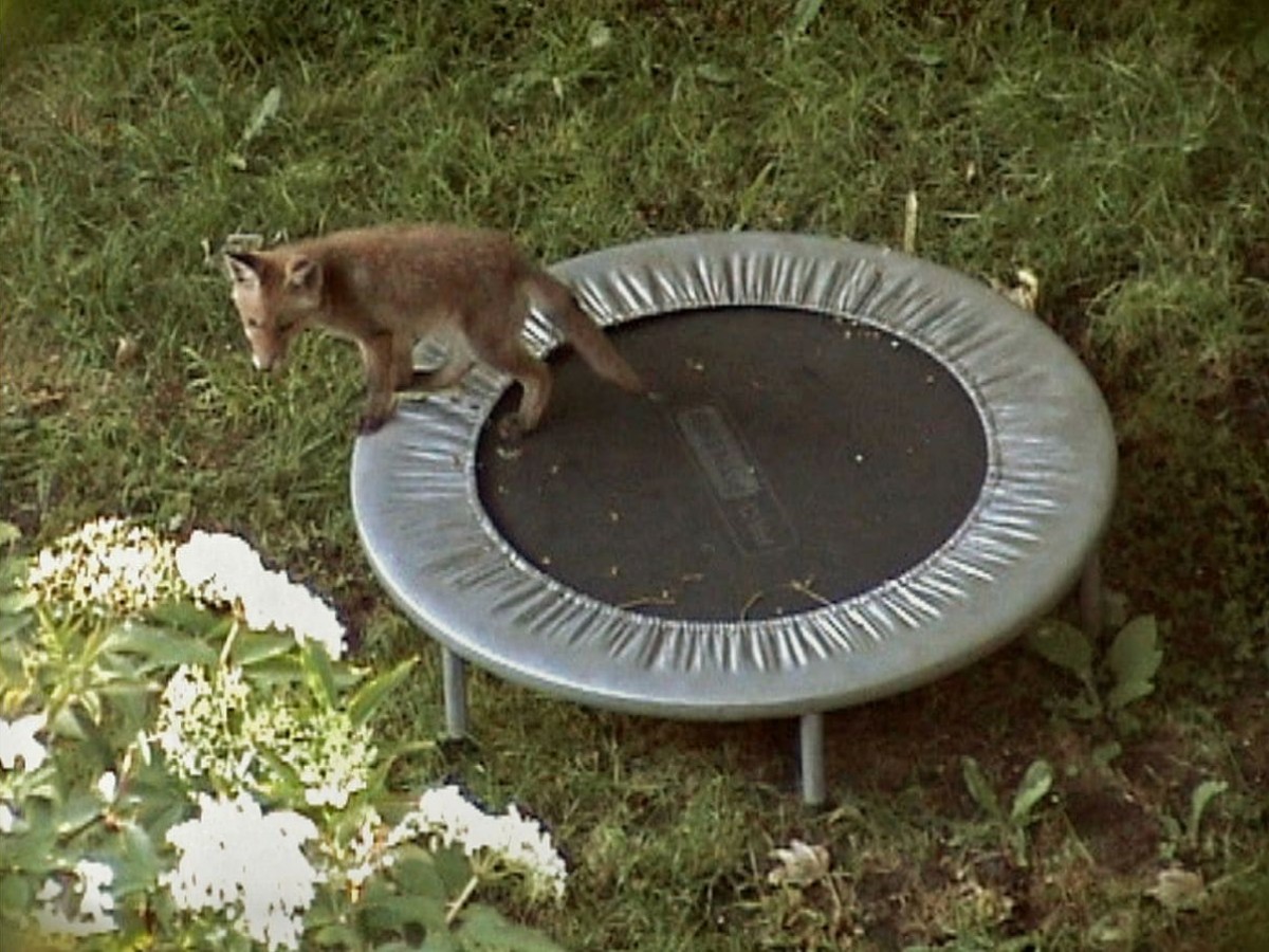 Exercise – die kleinen Füchse, 2015, Andrew Brand Exercise – die kleinen Füchse, 2015, Andrew Brand