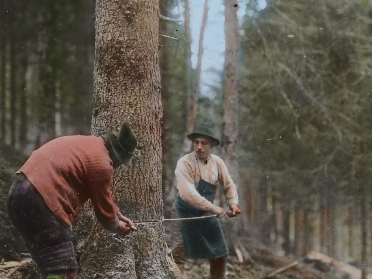 Glasdia "Aussägen eines Baumes" aus der Serie Vom Baum zur Zeitung © Österreichisches Volkshochschularchiv