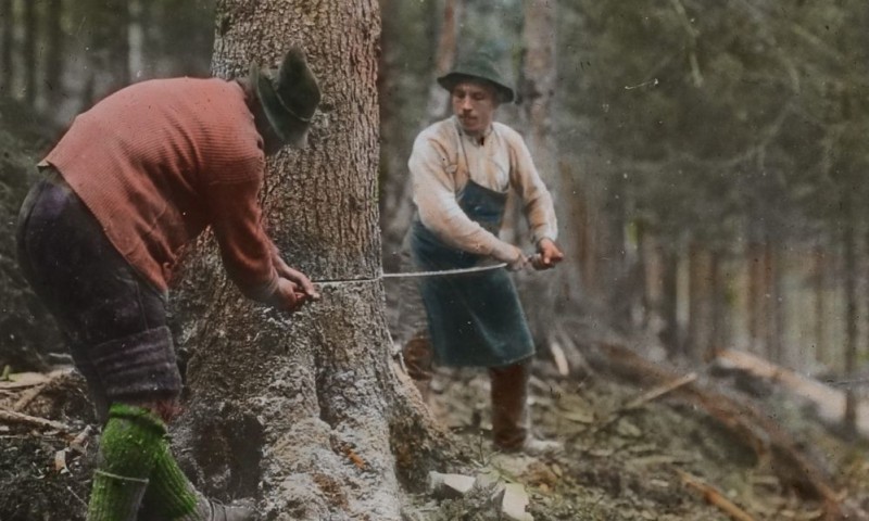 Glasdia "Aussägen eines Baumes" aus der Serie Vom Baum zur Zeitung © Österreichisches Volkshochschularchiv