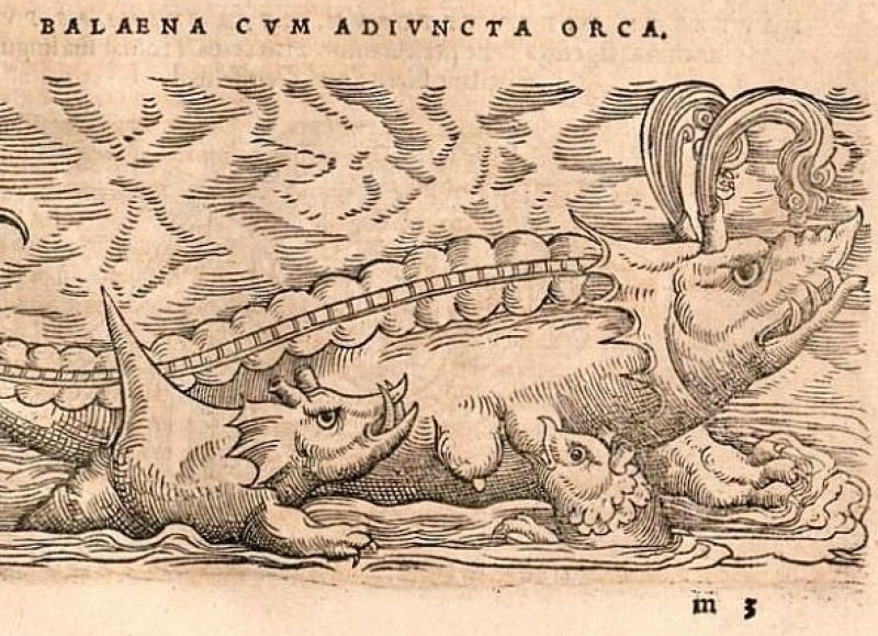 "Balaena": Illustration aus dem Werk von Conrad Gessner, 1558 (Abb: Bayerische Staatsbibliothek)