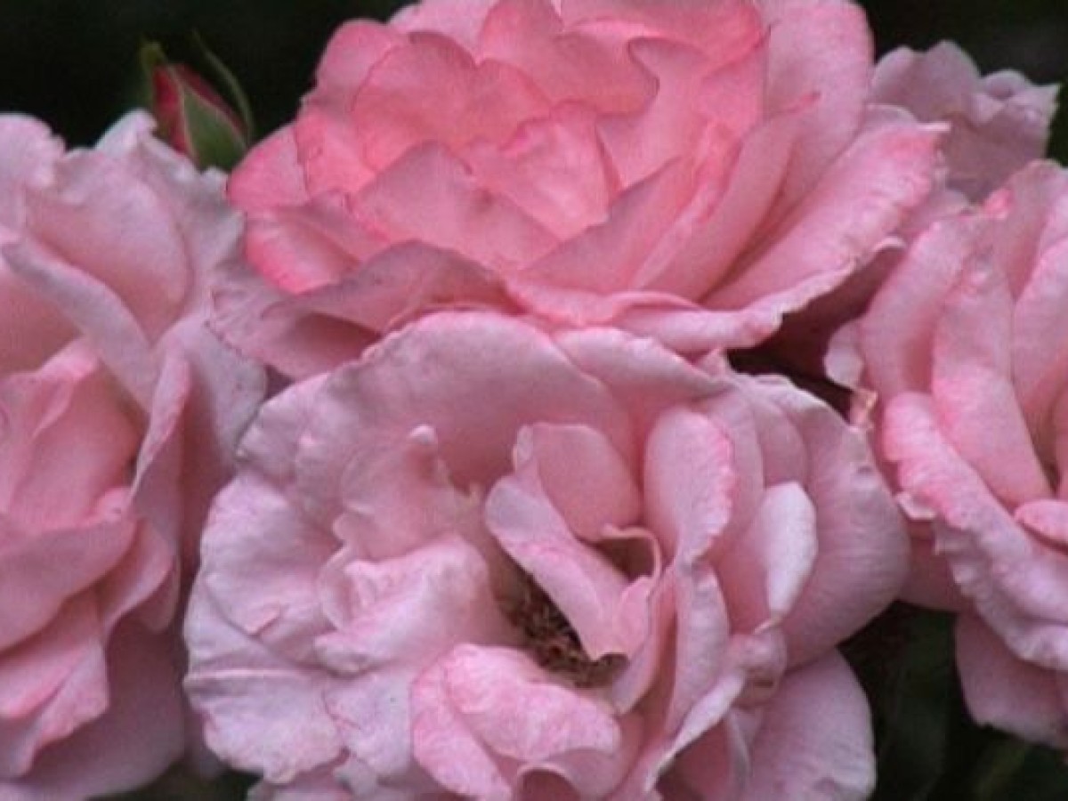 Rose and Jasmine, 2006/2010, Michael Pilz Rose and Jasmine, 2006/2010, Michael Pilz