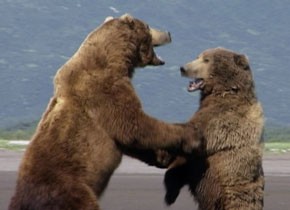 Grizzly Man Grizzly Man