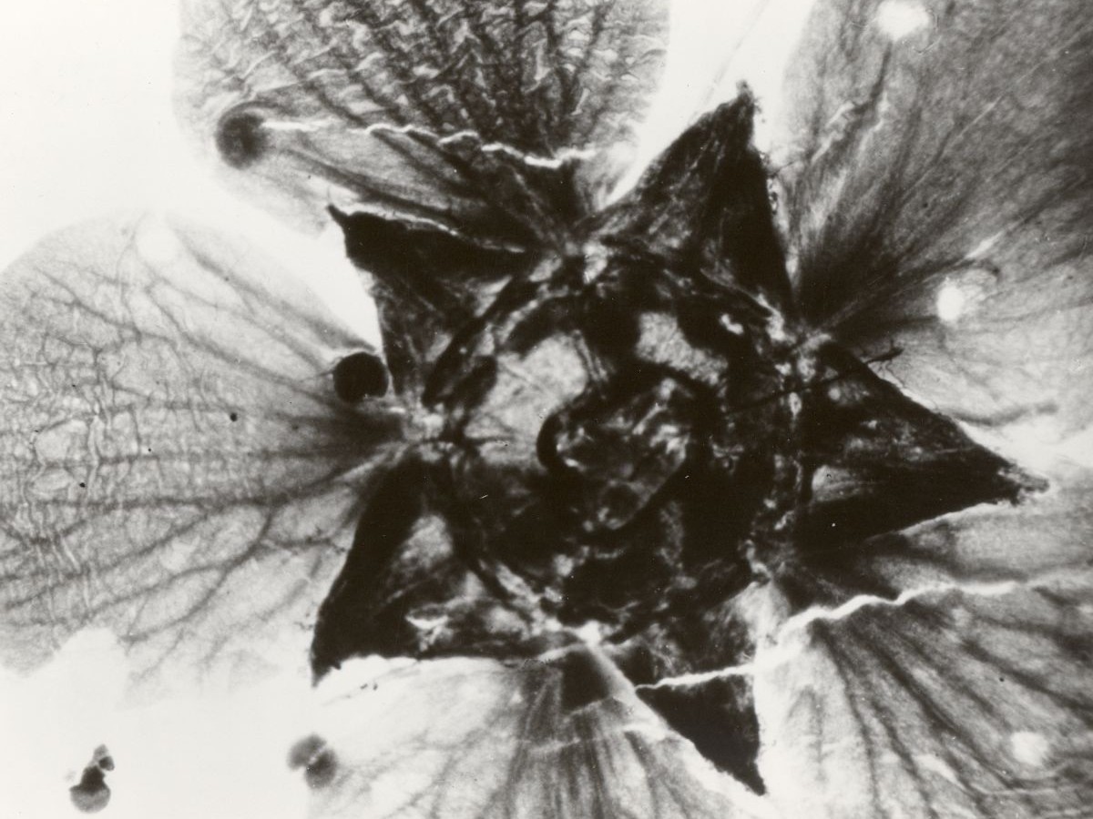 Mothlight, 1963, Stan Brakhage