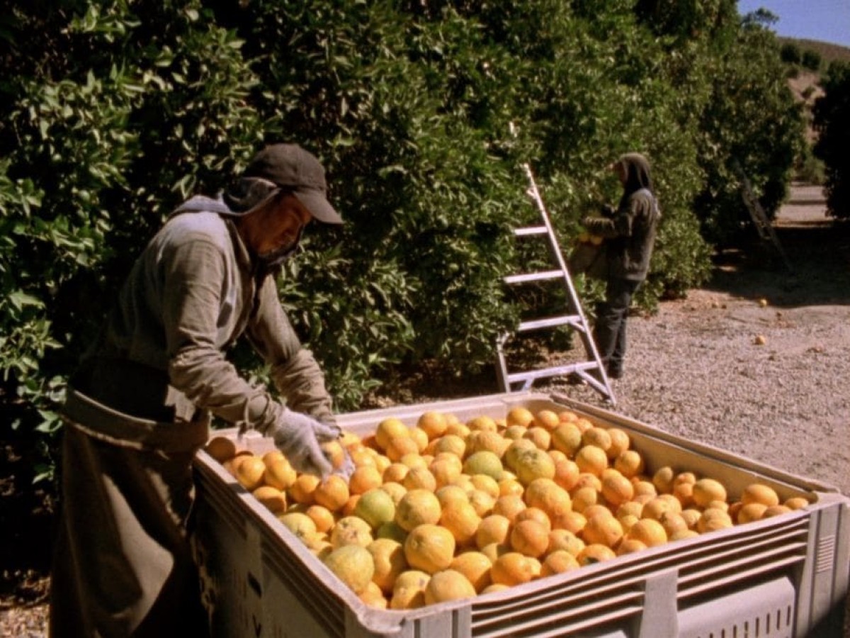 Sweet Oranges, 2014, Nora Sweeney