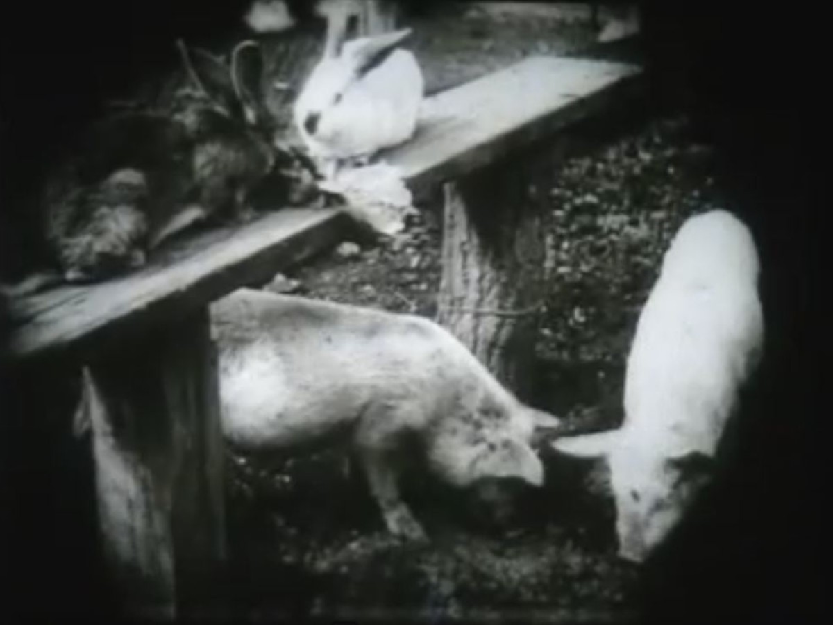 Die grüne Stadt Rosental bei Wien, 1924