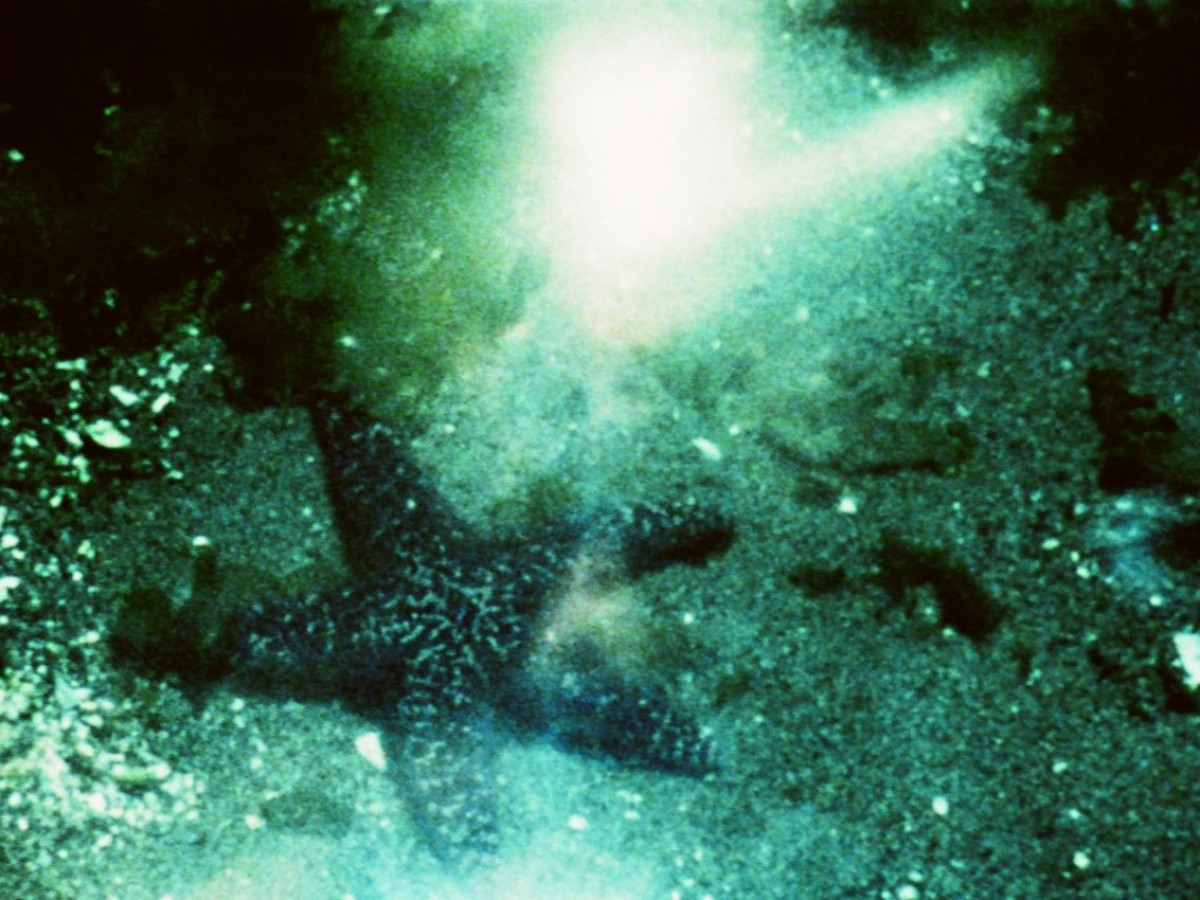 A Child’s Garden and the Serious Sea, 1991, Stan Brakhage (Kadervergrößerung ÖFM)