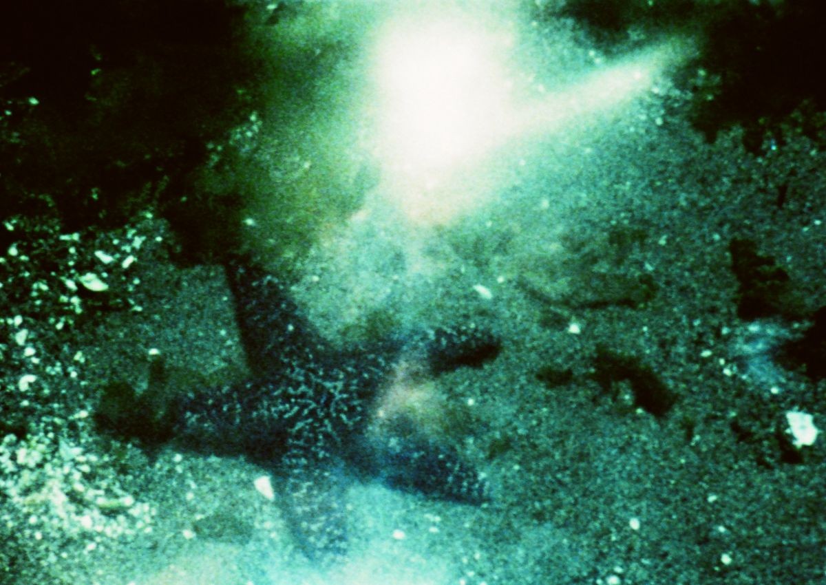 A Child’s Garden and the Serious Sea, 1991, Stan Brakhage (Kadervergrößerung ÖFM)