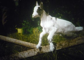 Le Cinema lent et les moveents rapides des animaux (Kadervergrößerung ÖFM/Georg Wasner) Le Cinema lent et les moveents rapides des animaux (Kadervergrößerung ÖFM/Georg Wasner)