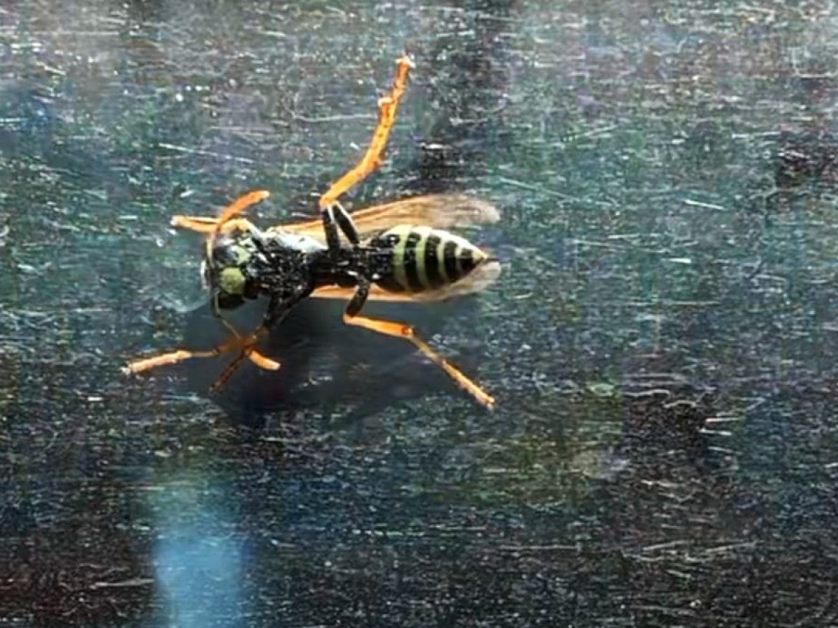 Insects Trilogy, 2020–23, Tom Waibel