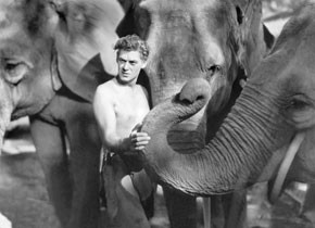 Tarzan the Ape Man Tarzan the Ape Man